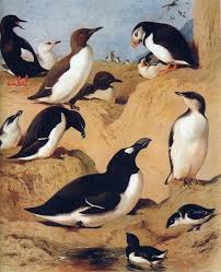 The Great Auk Surrounded By Its True Relatives Pinguinus Impennis Alca Torda Fratercula Arctica Cepp Great Auk Scientific Illustration Nature Illustration