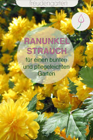 Ranunkelstrauch Pflanzen Und Pflegen In 2020 Ranunkelstrauch Pflegeleichter Garten Pflanzen