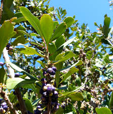 Image result for Rapanea melanophloeos