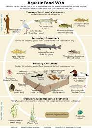Aquatic science lessons with dr rudy rosen. Food Chains And Webs Teaching Great Lakes Science
