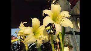 Amazing And Most Beautiful Hippeastrum Flowers Amaryllis Bulbs Amaryllis Bulbs Amaryllis Flowers