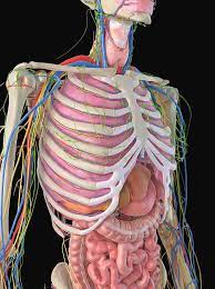 Iliac arteries and veins (top). Human Ribcage And Organs Photograph By Sciepro