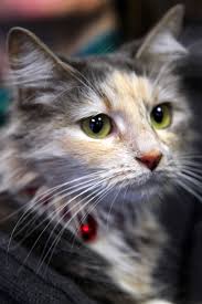 Martini Is A Gorgeous Diluted Long Hair Calico She Has Bright Green Eyes And A Soft Purr Our Vets Think She Is Around 4 5 Years Old He Cats Cat Bed Feline