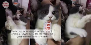 Video Merajuk Bila Tak Dapat Coklat Kucing Drama Queen Ini Over Habis In 2020 Drama Queens Drama Animals