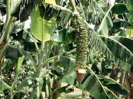 Banana 1000 Fingers 2 Plants Ships April June Baker Creek Heirloom Seed Co Banana Plants How To Grow Bananas Heirloom Seeds