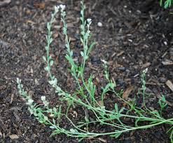 Image result for Lepidium sativum