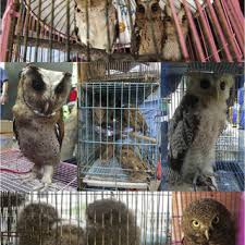 More than 105 a pet owl at pleasant prices up to 7 usd fast and free worldwide shipping! Pdf The Harry Potter Effect The Rise In Trade Of Owls As Pets In Java And Bali Indonesia