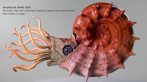 Jul 01, 2021 · der konzentrationsprozess im deutschen weinbau schreitet weiter voran. Life Reconstruction Of A Ceratit Shell Diameter 11 Cm Youtube