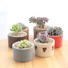 We did not find results for: Set Of 6 Japanese Transmutation Glazed Ceramic Flowerpots Succulent Plant Pots Home Decorative Cactus Planters Flower Pots Planters Aliexpress