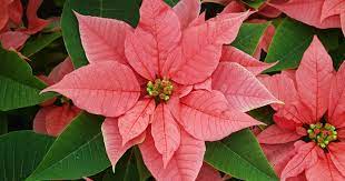 Poinsettia Aspca