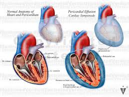 Image result for Pericardium