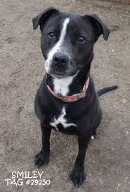 Founddog Lapeer Mi Female Black White Boxer Pitbull Mix 2 Year Old Knows Basic Commands Adoptable Black Pitbull Pitbulls Losing A Dog