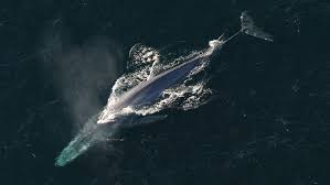 Cus i heard that they were mammals and apparantly one of the signs a mammal is a mamal is that it has hair. Whales Get A Second Life As Deep Sea Buffets Science News For Students