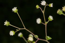 Image result for Adenostemma afrum