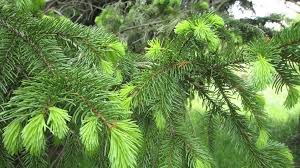 Maybe you would like to learn more about one of these? Cara Memanfaatkan Daun Pinus Sebagai Obat Stroke Mediasulsel Com