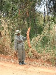 Image result for Entada