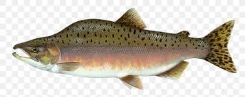Pink Salmon Chinook Salmon Coho Salmon Fish Png 800x327px Pink Salmon Animal Figure Bony Fish Brook More icons from this author. pink salmon chinook salmon coho salmon