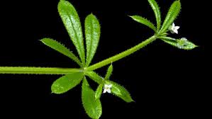 Image result for Galium