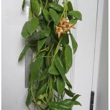 Image result for Faroa affinis