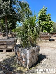 Image result for Beaucarnea recurvata