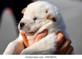 Puppy Jindo Dog Korea Stock Photo Edit Now 558768721