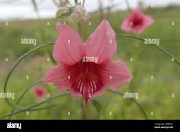 Image result for Sesamum alatum