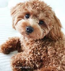 Toy Cavadoodle These Are The Best Small Dog Breeds For Retirees It S Rosy In 2020 Best Small Dogs Best Small Dog Breeds Toy Dog Breeds