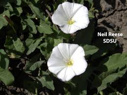 Image result for Convolvulaceae
