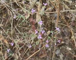 Image result for Canscora diffusa