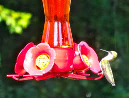 Lunch with a Deer Friend | Everyday Adventures in Havachon Heaven