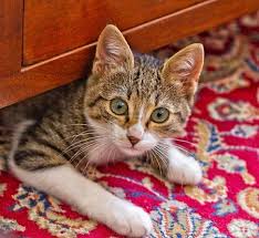 surprise cat toucanvas