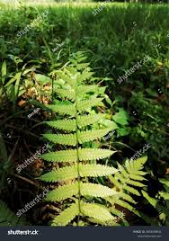 Image result for Pneumatopteris