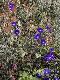 Image result for Convolvulaceae