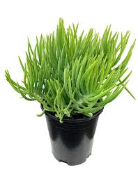 Image result for Senecio greenwayi