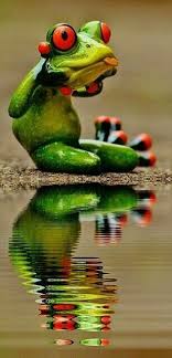 Pin By Sibel On Animals Frog Pictures Funny Frogs Frog