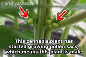 More images for how to tell a male pot plant from a female » Is My Weed Plant Male Or Female Quora