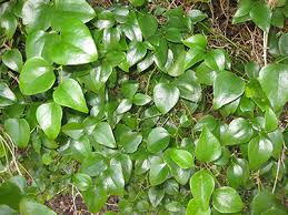 Check spelling or type a new query. Smilax Rotundifolia