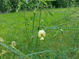 Image result for Aeschynomene indica
