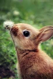 Beautiful Bunny Animals Baby Animals Funny Baby Animals Pictures