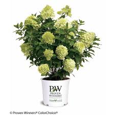 Hydrangea limelight (hydrangea paniculata 'limelight). Proven Winners Pw Limelight Hydrangea Shrub The Home Depot Canada