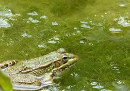 Blaualgen sind in natürlichen gewässern nicht unüblich, gerade im sommer. Hundebesitzer Aufgepasst Blaualgen Im Kleinen Schillerteich Regionalheute De