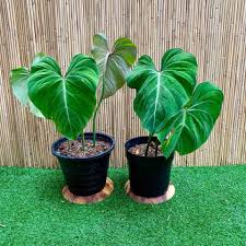Philodendron Gloriosum Medium D 21 Plant Express Ph Facebook