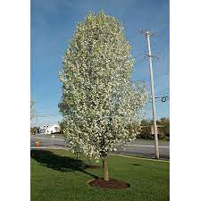 It grows naturally in a clean oval, making it ideal as a featured front yard tree or borders along roads. Cleveland Pear Tree B B 2 Caliper Alsip Home Nursery