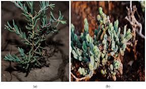 Image result for Suaeda