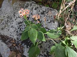 Image result for Ruspolia seticalyx