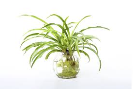 Darling, you haven't counted auntie marge's present, see, it's here under this big one from mummy and daddy. Growing A Spider Plant In Water Leaving Rooted Spider Plants In Water
