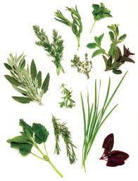 Mar 13, 2020 · you can plant many of these healthy treats in the goat herd browsing area, or inside their pen as a free choice snack. Medicinal Herbs For Rabbits Rise And Shine Rabbitry