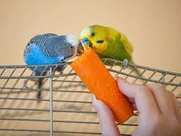 What marketing strategies does wellensittich use? Wellensittiche Brauchen Extra Vitamine Tiere