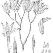 Image result for Octolepis decalepis