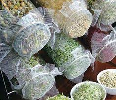 Nirgends habe ich drüber etwas gefunden, weder im netz, noch in meinen schlauen büchern ueber sprossen und keime. 63 Sprossen Ideen Sprossen Sprossen Selber Ziehen Keimling